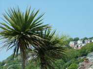 Palm trees in Ventnor