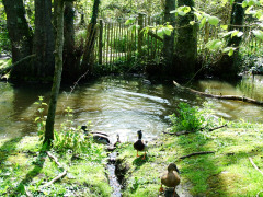 Bed and Breakfast on the Isle of Wight, Braewood, Freshwater, Isle of Wight